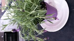 In almost every case i see the reason why lavender dying is due to over watering or soil that is too moist. Dying Lavender Plant Derrickandmelisa