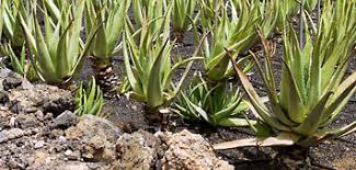Elle possède de nombreuses vitamines et minéraux qui contribuent à embellir les cheveux, à les. Culture Et Recolte De L Aloe Vera En Pot Terre Ou Champs