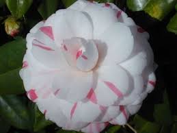 La Peppermint Japonica Rose Form Double White Striped Carmine To Pale Pink Striped Carmine Bloom Size Medium Bloom S Flower Background Iphone Camellia Bloom