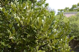 Image result for Diospyros ferrea