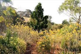 Image result for Wigandia