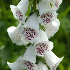 Image result for Digitalis purpurea alba/ red spots