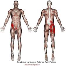 Numerous muscles make up your lower back. Quadratus Lumborum Muscle Low Back Hip Buttock Groin Pelvic Abdomen Pain The Wellness Digest