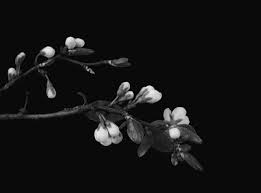 Find more awesome purple images on picsart. Angsè®¾è®¡å°å­¦ äººäººå°ç«™ Aesthetic Gif Flowers Gif Flower Aesthetic