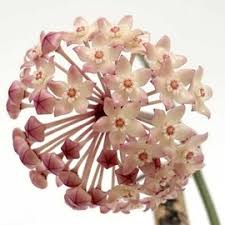 Brazil hoya carnosa snow ball variegata hoya carnosa grey ghost. Hoya Uhlig Kakteen More Than 5 000 Different Species