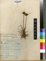 Image result for Pycreus niger