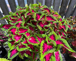 Image result for Coleus tetragonus