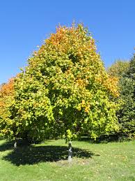 Its fall color ranges from. Acer Saccharum Subsp Nigrum Black Maple North Carolina Extension Gardener Plant Toolbox