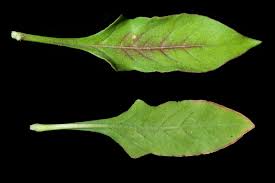 Image result for Oxygonum