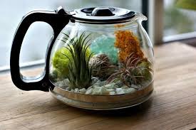 If you're uncertain about how many to get. Coffee Pot Air Plant Terrarium How To Make A Terrarium Home Diy On Cut Out Keep