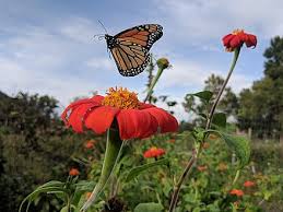 Monarch Butterfly Wikiwand