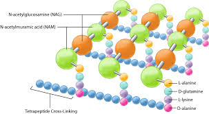 The cell walls of gram positive bacteria are composed predominantly of peptidoglycan. Bacteria Cell Walls General Microbiology