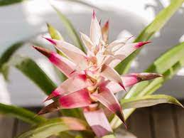Guzmania musaica has leaves about two feet long covered with marks that resemble dark green scribbling of a delinquent doodler. Growing Guzmania Bromeliads At Home