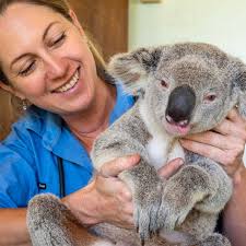 Finding a new home for displaced koalas and production ramps up at remote  oyster farm
