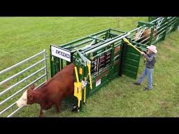 Budflow Cattle Tub Cattle Equipment Arrowquip Youtube Cattle Facility Cattle Cattle Ranching