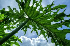 I've read tutorials by way of a google search, but i don't understand exactly where i am. Philodendron Selloum Tree Philodendron Plant Care Guide
