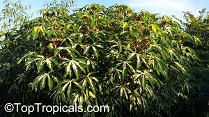 Image result for Manihot esculenta