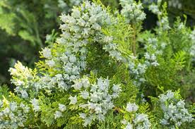 Different chinese herbs have been used alone and together with other treatments during the past hundreds of years, to cure different diseases, among which hair loss. Traditional Chinese Medicine And Hair Loss Thinninghair Com