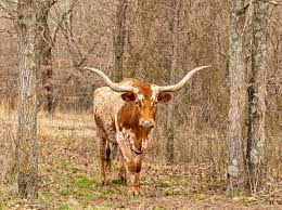 Texas-LonghornMastvieh-Kuhstellung Zwischen Bäumen in Der Weide Stockbild -  Bild von gesprenkelt, herde: 181202183