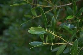 Image result for Fuerstia angustifolia