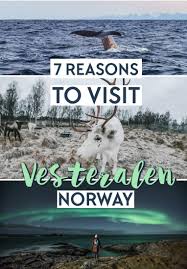Vesterålen is the kingdom of the whales. 7 Reasons To Add Vesteralen To Your Northern Norway Itinerary Heart My Backpack