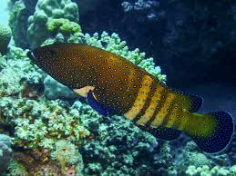 Image result for Cephalophis lukei