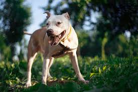 Find the latest tracks, albums, and images from pitbull. Pitbulls Monsters Or Misunderstood