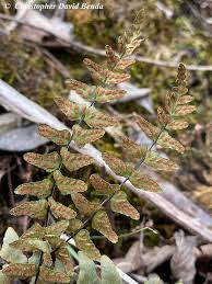 Image result for Asplenium laurentii