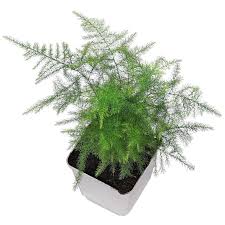 Image result for Asparagus setaceus