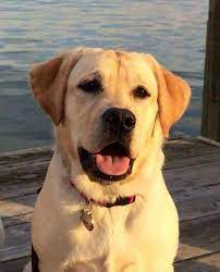 Facts On The Outgoing Yellow Labrador Retriever Pups Exercise Needs Labradorretrieversofinstag Labrador Funny Labrador Retriever Dog Yellow Labrador Retriever