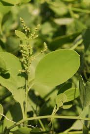 Image result for Salvadoraceae