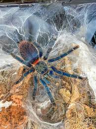 Image result for Stenostelma corniculatum