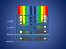 Lure Color Know What Fish See What They Dont And When It