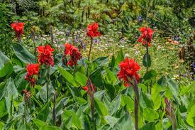 Overwintering cannas in pots uk. Canna Lily Plant Care Growing Tips Horticulture Co Uk