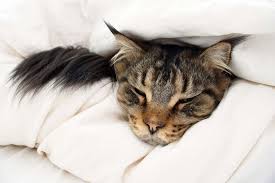 Find out what you can do to make the experience less stressful for you and your pet. Epileptic Seizures In Cats Symptoms Causes Diagnosis Treatment Recovery Management Cost