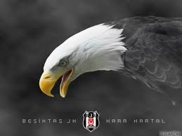 The latest tweets from @besiktasenglish Bjk Wallpaper Bald Eagle Bird Eagle Bird Of Prey Beak 134546 Wallpaperuse