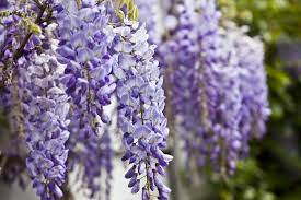 Foglie e fiori (con una lunghezza che può arrivare a 25 cm) riempiono gli spazi in cui è coltivata la pianta creando indispensabili zone d'ombra e aree decorative davvero molto suggestive. I 10 Fiori Primaverili Che Sbocciano Quando Finisce Il Freddo Ohga
