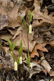 Image result for Clutia sessilifolia