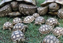 Resultado de imagen para TORTUGAS TERRESTRES