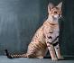 Experts Say These Are the Smartest Cat Breeds | Martha Stewart