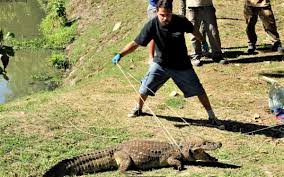 Ambientalistas pedem que governos federal e estadual criem parque para  preservar jacarés | | O Dia