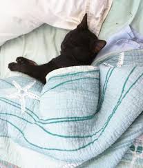 Is It Okay To Cover My Cat With A Blanket When He Sleeps As My Room Is Often Really Cold He Doesn T Seem To Mind It Quora