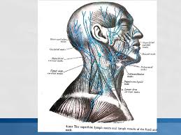 There are a total of 7 levels, which this article discusses. Anatomy Of Lymph Nodes Of Head And Neck