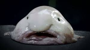 Pin On Unusual Animals