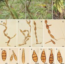 Image result for Conyza limosa