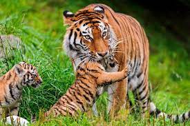 When The Cubs Were Approaching The Water Or Visitors Too Close She Took Them Away On The Neck Typical For Cats And Brou Tiger Animals Cute Animal Pictures