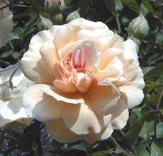 Plant database entry for rose (rosa 'buff beauty') with 29 images, one comment, and 42 data 'buff beauty' improves its floral display with each year. Rosa Buff Beauty Wikipedia