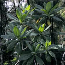 Image result for Solanecio cydoniifolius