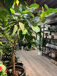 Image result for Ficus demeusei