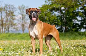 Depending on how old you are, you will have to give it more or less often Hip Dysplasia In Boxers Symptoms Treatment Care New York Dog Nanny